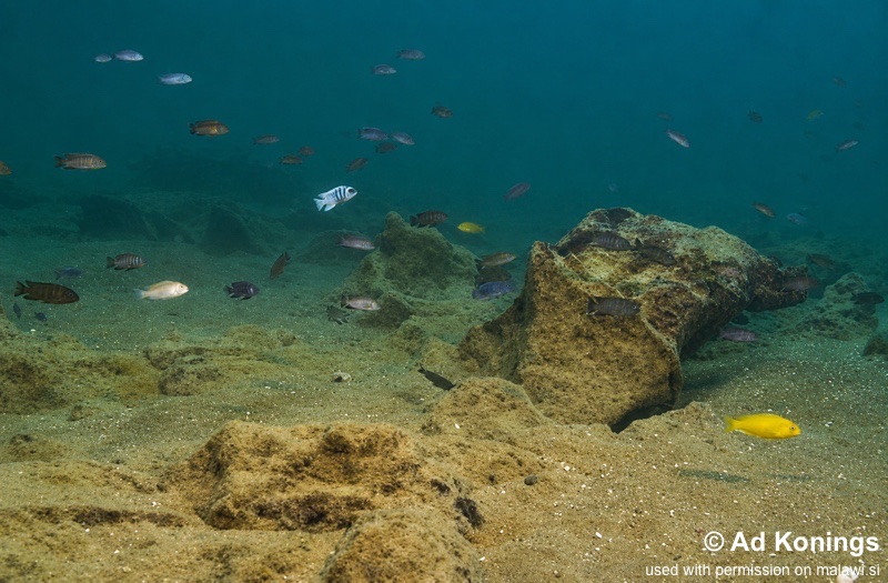 Gallireya Reef 01